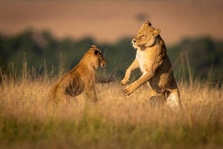 两只后腿上的母狮打架图片