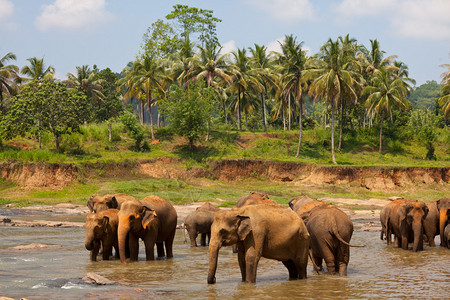 斯里兰卡的大象图片