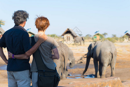 拥抱的夫妇看着从水坑里喝水的象群非洲的冒险和野生动物狩猎人图片