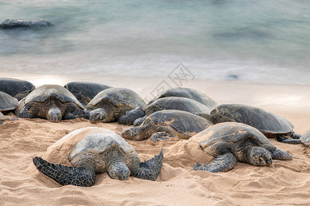 在沙滩上休息的海龟图片