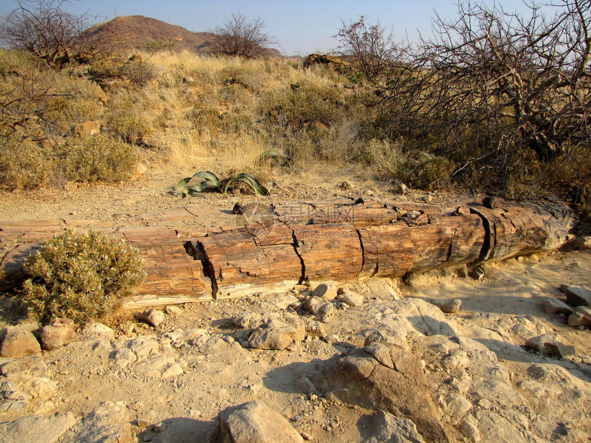 纳米比亚北部的石化树干图片