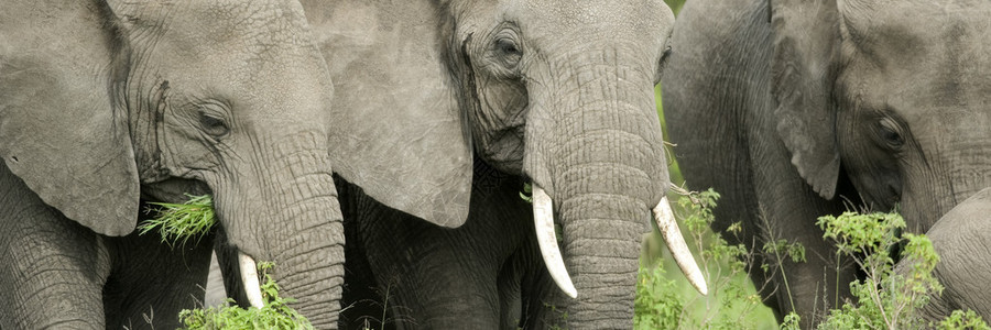 大象的头在野外图片