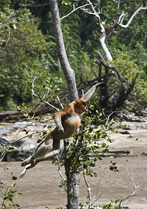 婆罗洲的长鼻猴图片