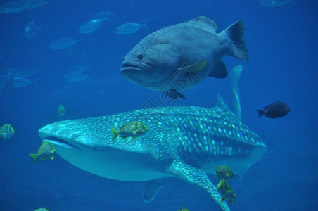 亚特兰大水族馆的鱼水中的鲸鱼图片