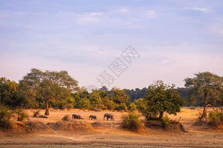 非洲大草原上的野生大象图片