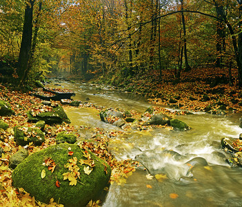 秋天风景山河在森林里图片