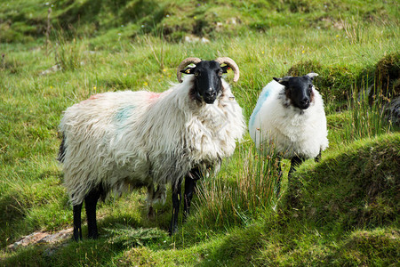 爱尔兰的景观羊牧加尔韦县Con图片