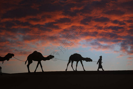 在沙漠中骑着骆驼dromedary图片
