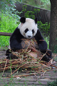 大熊猫Ailuropodamelanoleuca图片