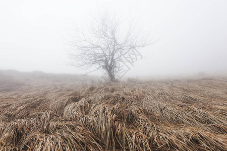 雾霭中神秘而神秘的孤树图片