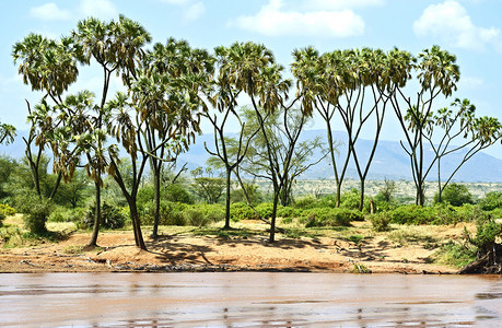非洲草原上的Sambu图片