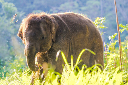 泰国森林里的亚洲小象图片