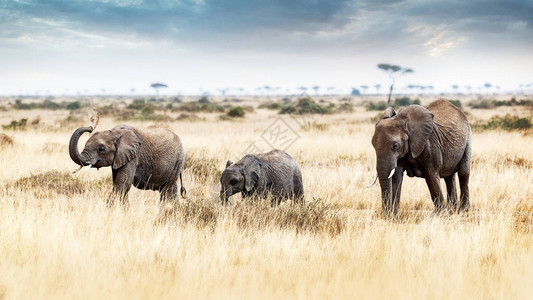 在非洲肯尼亚MasaiMara草原上行图片