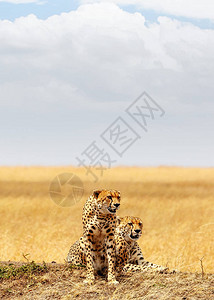 两只猎豹猫一起躺在肯尼亚马拉三角的山丘上图片