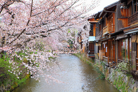 京都木屋和樱花图片
