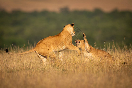 长草丛中的两只母狮打架背景图片