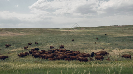 科罗拉多的畜牧农场野图片