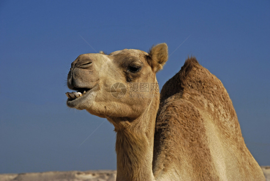 骆驼公平的推车rayesthan图片