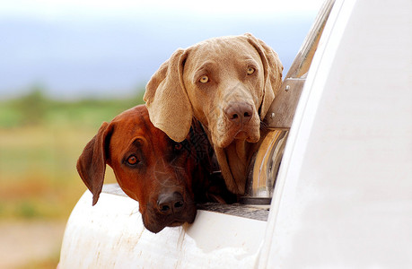 一只纯种的南非罗得西亚脊背犬和一只纯种的威玛犬图片