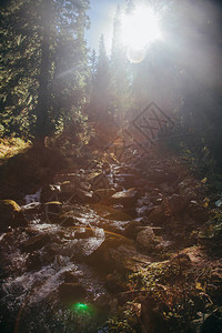 阳光下森林中美丽的山瀑布喀尔巴阡图片