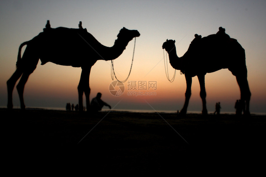 晚上在沙漠边的两个骆驼图片