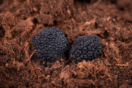 地下的黑松露Truffle狩猎Mushroom种植Delicity独家松露蘑菇Piquant和背景图片