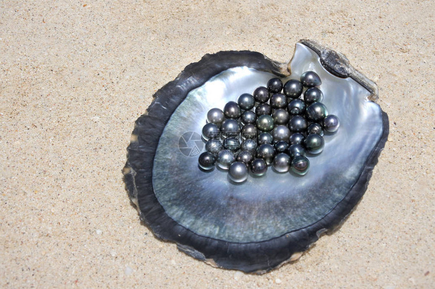 黑唇牡蛎壳上的极好的塔希提黑珍珠圆图片