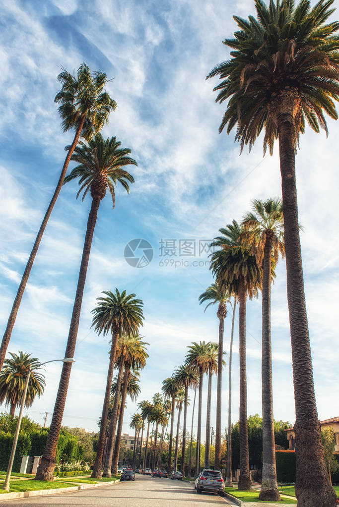 美国加利福尼亚州洛杉矶比佛利山的棕榈树街图片