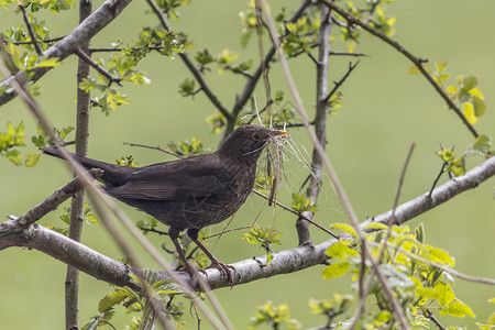 一只雌黑鸟携带筑巢材料背景图片