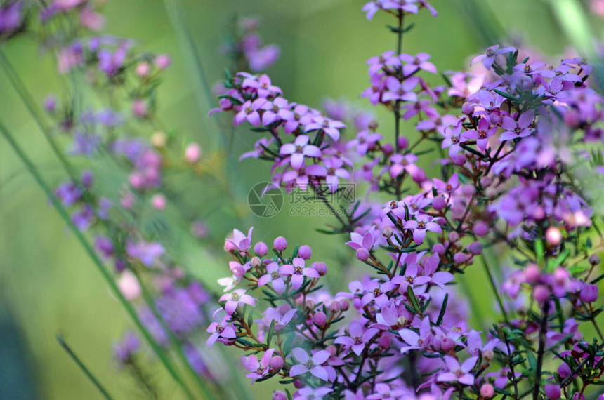 澳大利亚本土Boronialedifolia的粉红色花朵和花蕾图片