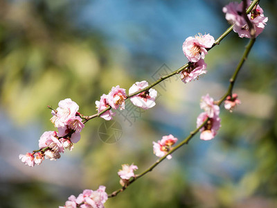 美丽的樱花花海图片