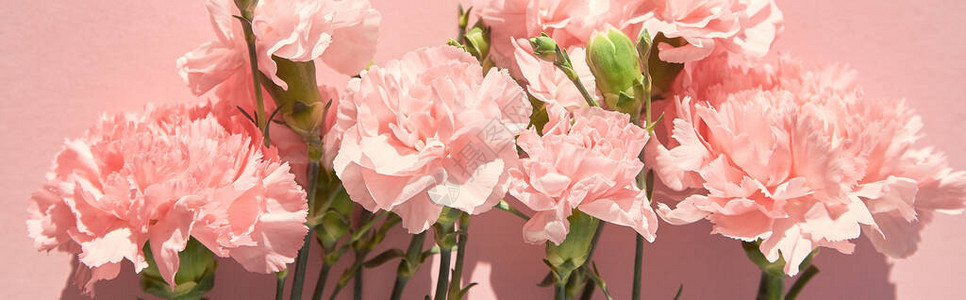粉红色背景上盛开的康乃馨的顶视图图片