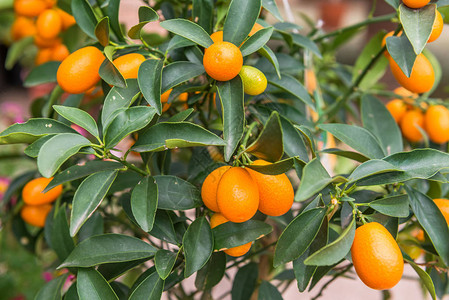 金橘是芸香科开花植物中的一组小果树图片