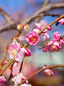 东京美丽的樱花背景图片