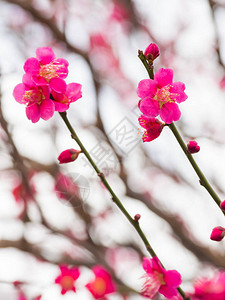 美丽的樱花花海图片