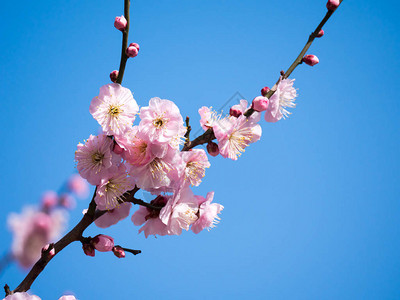 美丽的樱花花海图片