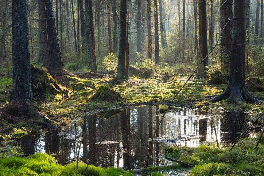 比亚洛维耶萨森林景观保护区的自然隐形站台图片