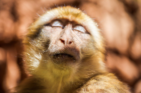 巴里猕猴晒日光浴图片