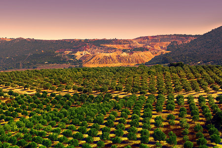 西班牙坎塔布里安山脉的橄榄种植园日落时图片