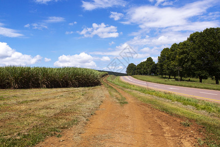 甘蔗田两旁的曲折区路图片