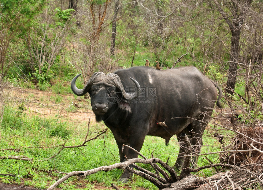 在非洲南部克鲁格公园的非洲水牛Synencerus图片
