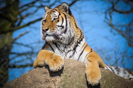 老虎坐在动物园图片