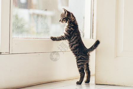 孤独的灰色虎斑小猫靠在房子的玻璃窗上尾高清图片