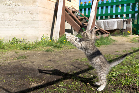 可爱的灰色条纹小猫在阳光明媚的日子在户外玩耍图片