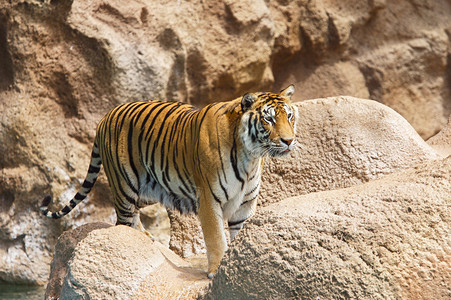动物园里一只大老虎的照片图片