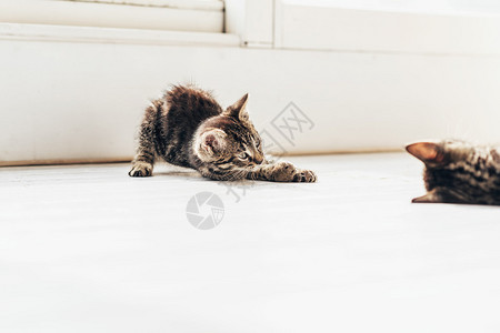 两只小灰色家猫在室内玩耍时背景图片