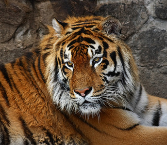 动物园里的老虎画像图片