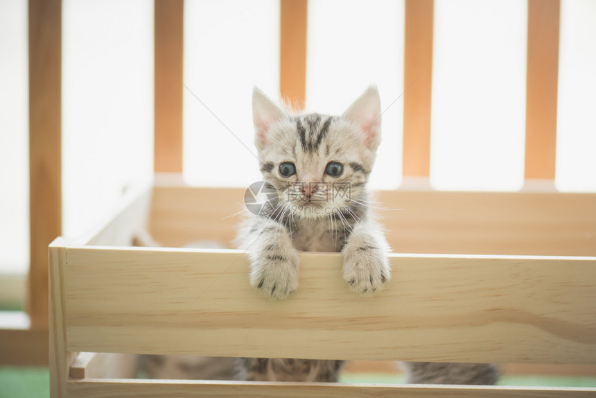 木箱里的二只小猫图片