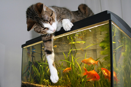 猫在水族馆里玩金鱼图片
