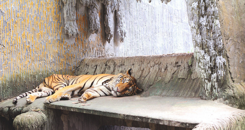 老虎躺在地上图片